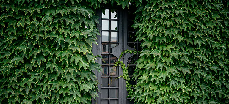 Garden Gate Repair in Jasmine Estates, FL